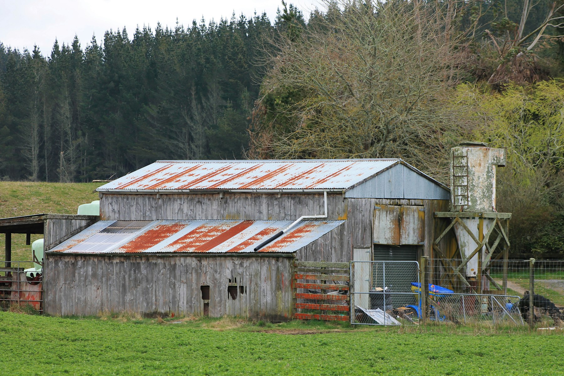 Weathered timber and corrugated farm buildings with stock gates in Bunnythorpe, New Zealand