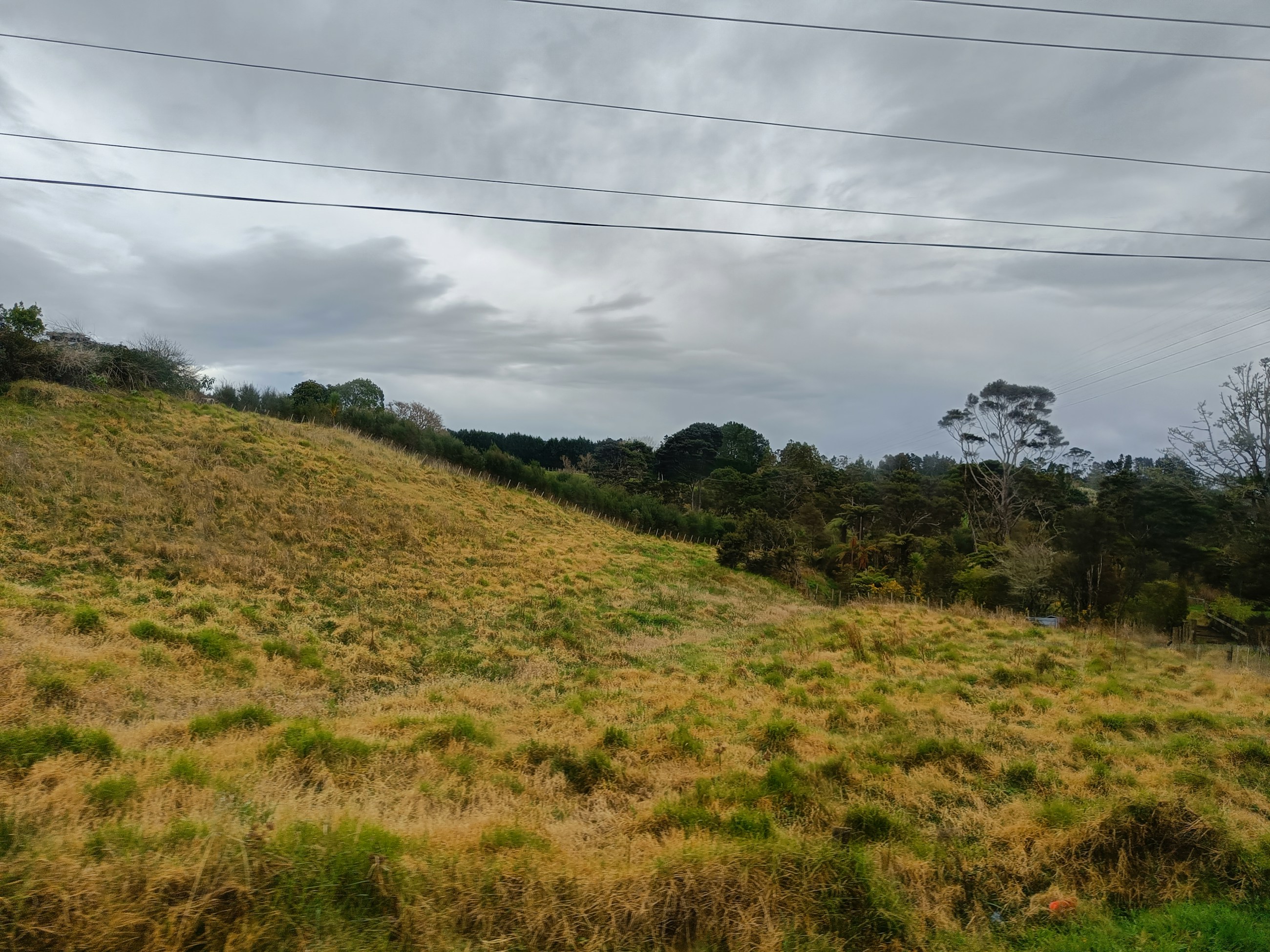 Pasture in the foreground with forest behind it in Kumeū, New Zealand